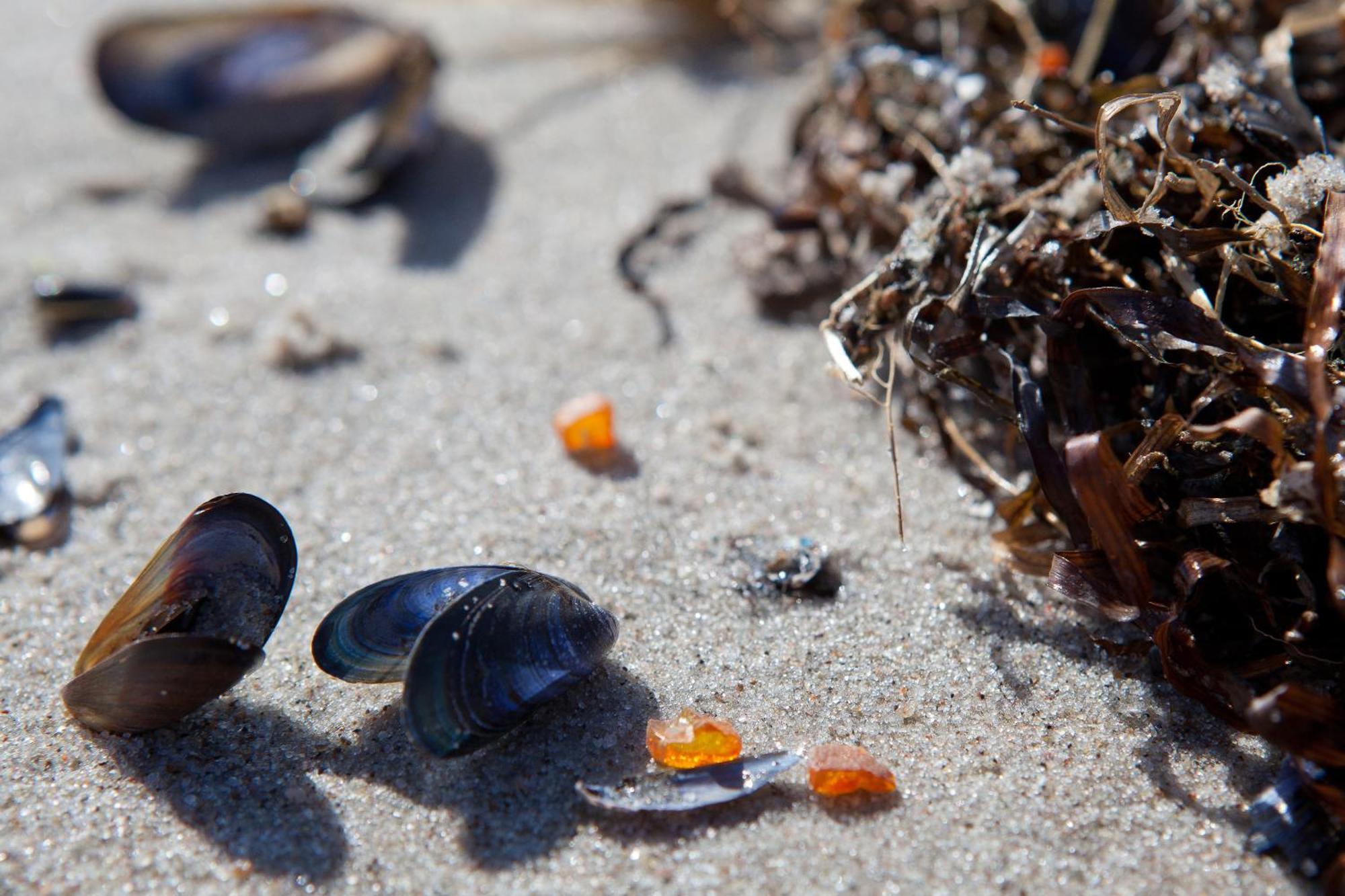 Duene-9 In Dierhagen-Strand Værelse billede